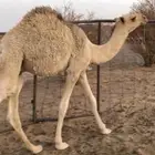 حشوان مقاصب فل شحم ترضع لبن
