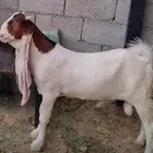 تيس هولندي