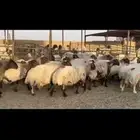 غنم نعيم دفيع