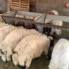 خرفان للبيع
