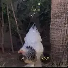 دجاجه كلمبيه انتاج خوارج (كونك )