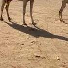 خلفه طيبه