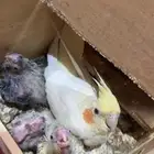 انثى كروان لاتينو منتجه تحتها فراخه