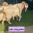 مصريات جذعات جم بفحلها