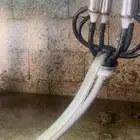 بقره المانيه