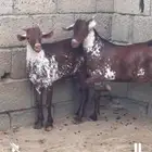 تيوس وشح فحول