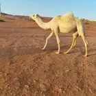 بكره كفو
