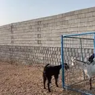 جفره