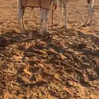 قعود فحل فردي