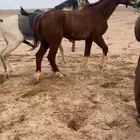 للبيع فرس مطبعه مع البل