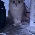 قطه للبيع