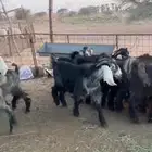 تيوس للبيع امخاصي مخاصي