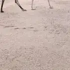 للبيع لقحه وضحا