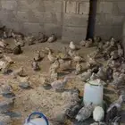 سمان بياض