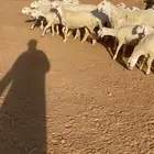 غنم حريات صنف