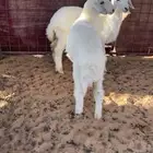بهم