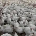 دجاج لاحم