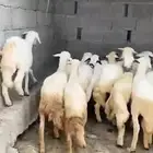 طليان ورخال حريات