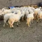 غنم ضان مقاني
