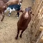 تيس ادهم فحل جذع