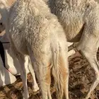 قعدان قصب