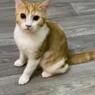 قطه