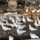 حمام فرنسي