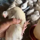 صوص سمان تكساس العملاق