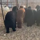مواشي الغنم