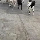 معزا جروم فواخر