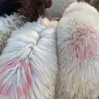 ذبايح نعيم ساكني جذعان