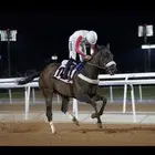 عسافه خيل وتشغيل خيل سباق