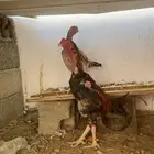 دجاج شامو يباني
