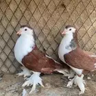 زوج شيرازي مشاءلله مستوى قوي