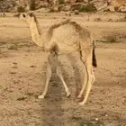 قعود