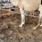 عشراء كفوا حمراء تحتها بكرة