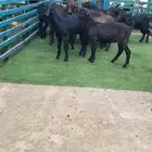 14 جفره شاميه الاعمار 4الى5 شهور