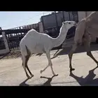 البكره المفروده اللي عل الحاكم ساسها