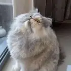 قطوه مفقوده