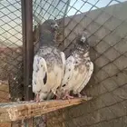 جوز لاكا
