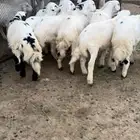 طليان ورخال
