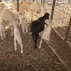 شاة متاومه واربع رخال شق توم اول ولده رفيدي فحلها حري شق توم