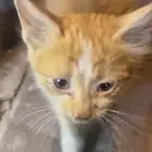 قطه صغيره أليفه بعمر الشهرين