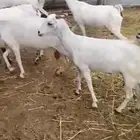 السلام عليكم ورحمة الله وبركاته
