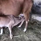 بقرة بلدية