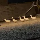 بط بكيني