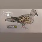صور  قمري