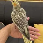 ببغاء كروان اليف وهدد( اقبل البدل )