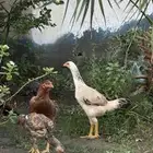 دجاج سندي