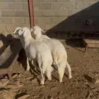 خرفان مسكته